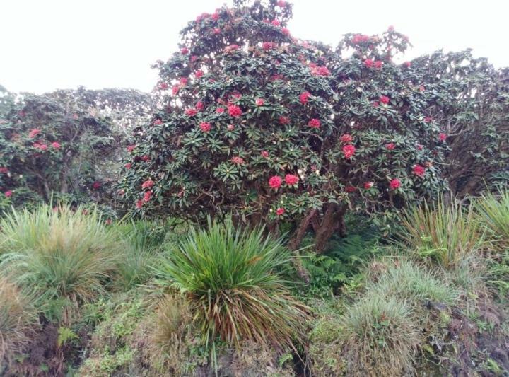 Forest Cyniciam Homestay أوهيا المظهر الخارجي الصورة