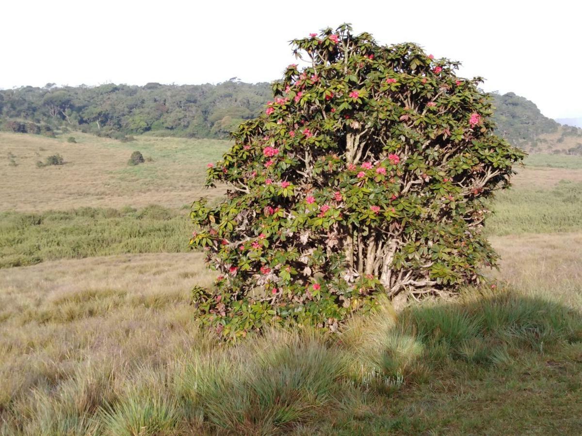 Forest Cyniciam Homestay أوهيا المظهر الخارجي الصورة